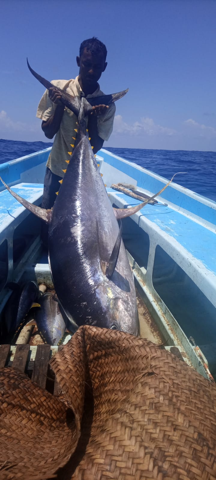 Jigging for tuna